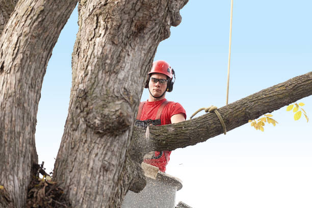 Professional Tree Care in Ash Flat, AR